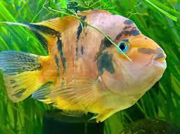 Tiger Parrot Tri Color